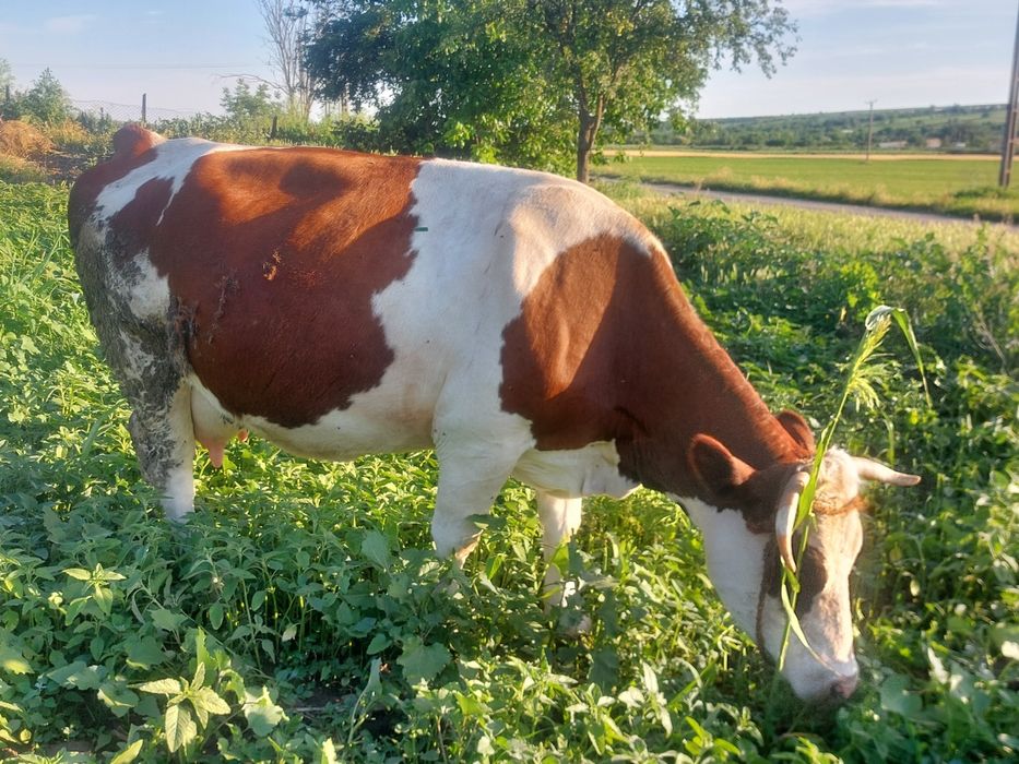 Vând vaca baltata românească