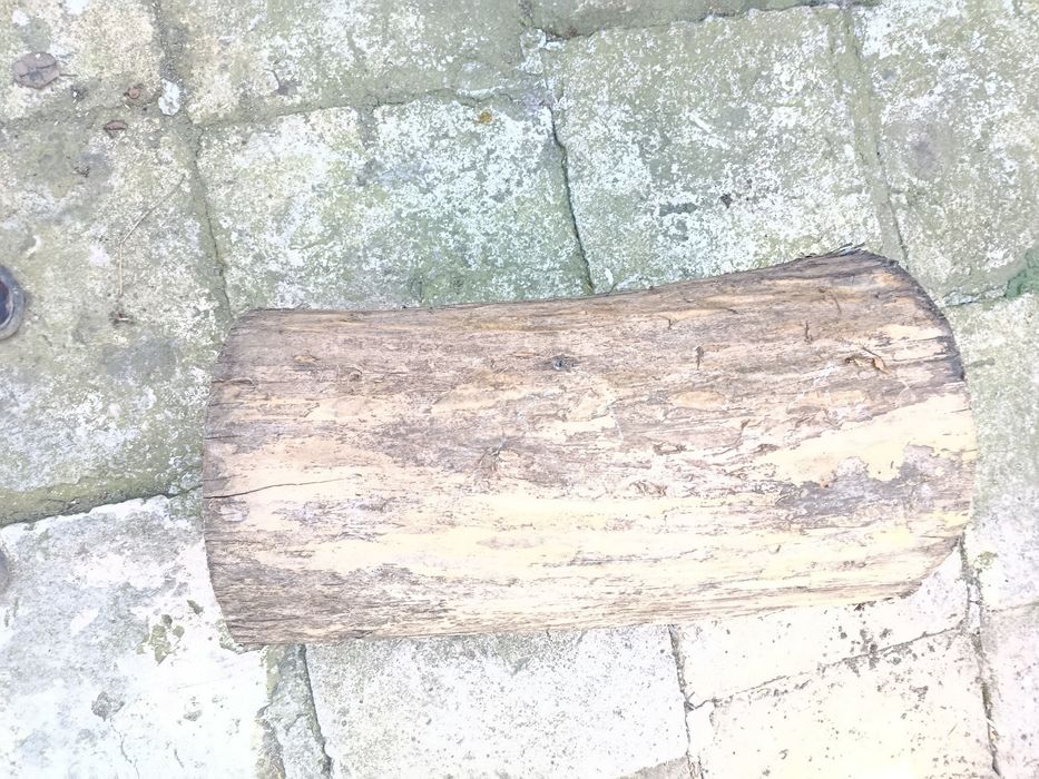 Vând trunchi de copac nuc crcuferinta120 lu 70 cm grosime 40 cm