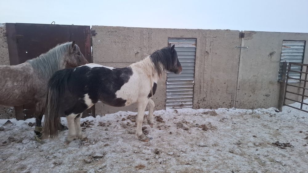 Айгыр донен ала.