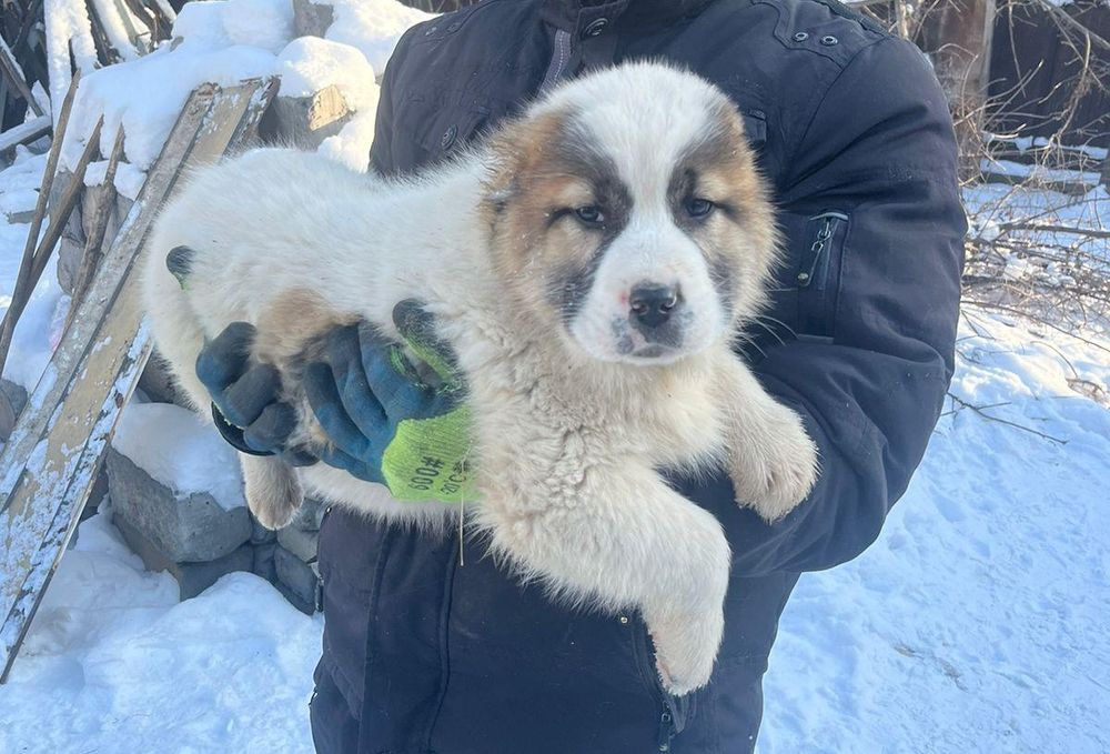 Щенки алабая возраст 2 мес
