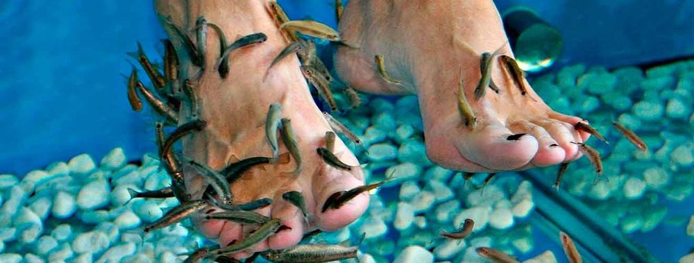 рыбки-доктор (гарра руфа)