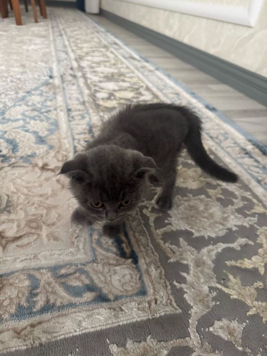 Scottish Fold (quloqlari bukilgan)
