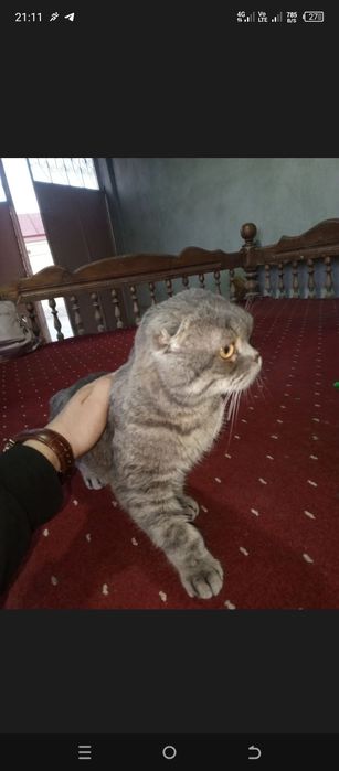 Erkak birtandki mushuk sotilad