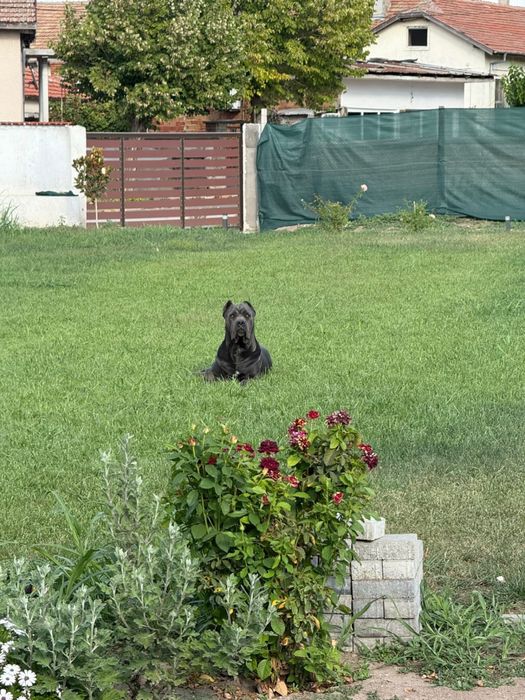 Кане Корсо Сивии