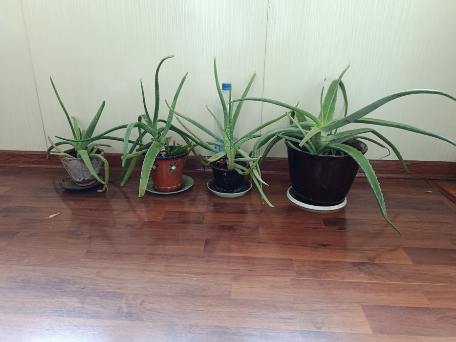 лечебное растение алоэ