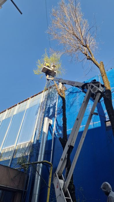 Tocator cregi/vegetatie