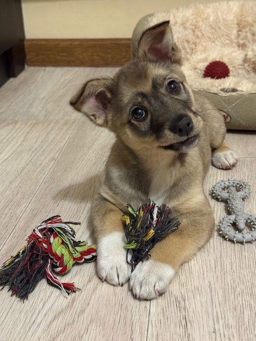 Отдам щенка в добрые руки