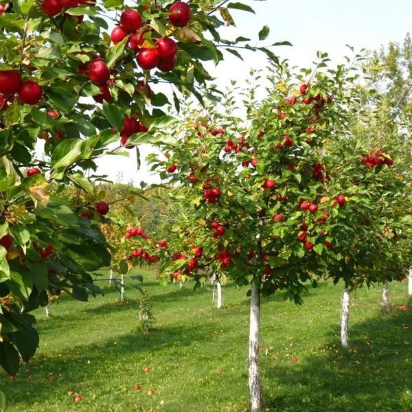 Vita de vie de masa, zmeura și Mure, diverse soiuri de pomi fructiferi