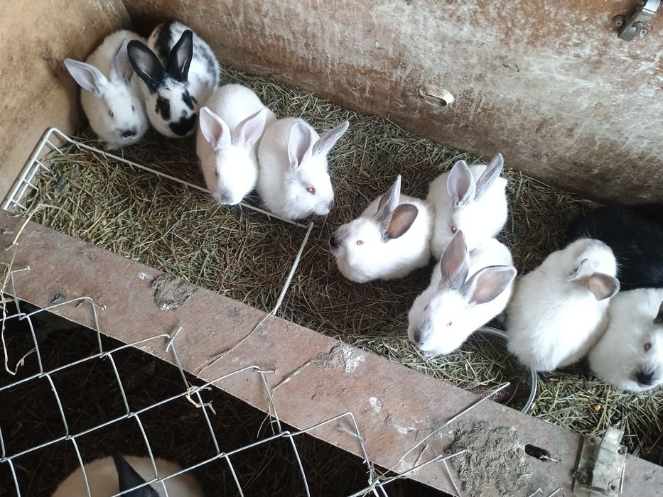 Iepurirasi rasa marele transilvanian