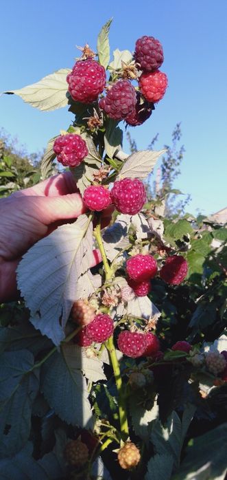 Саженцы малины,продам