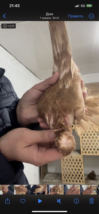 Голубка желтый самка