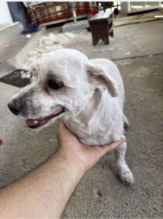 Tuns caini de orice talie