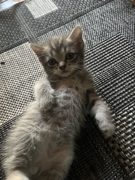 Отдам даром двух котят