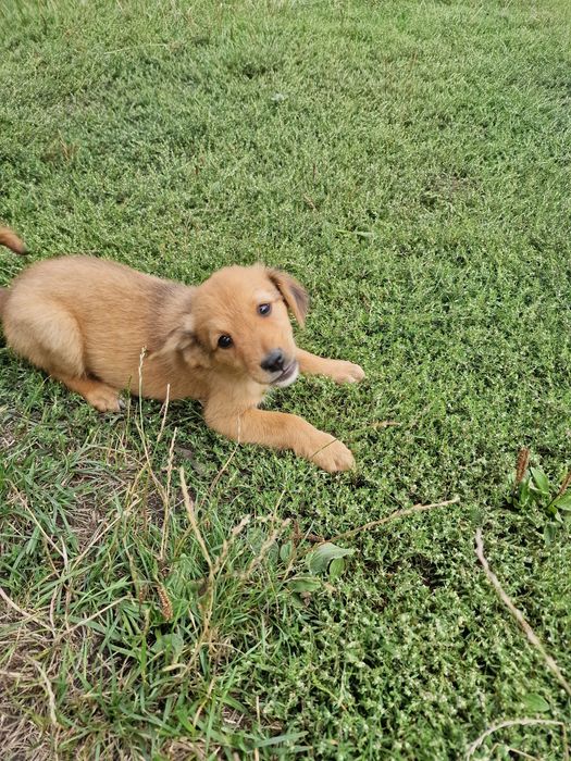 SPRE ADOPȚIE – Cățeluș de talie mică