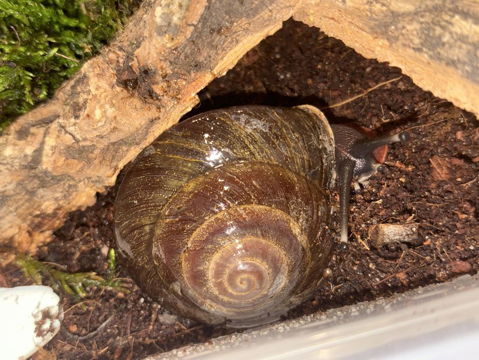 Продам экселенсов улитки