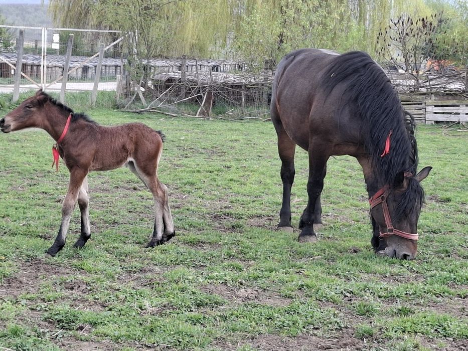 Vand iapa de 4 ani cu manza de 5 zile