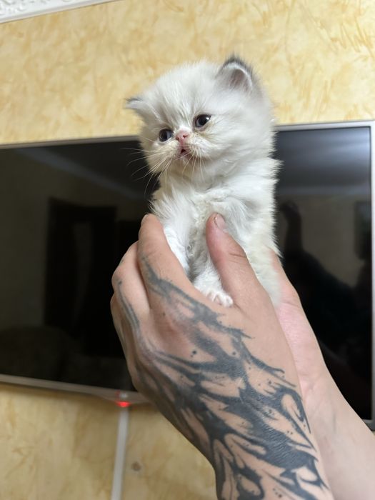 Котенок персидская девочка