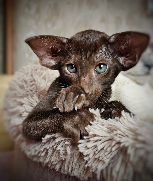 Ориентальные КОТЯТА, разные окрасы