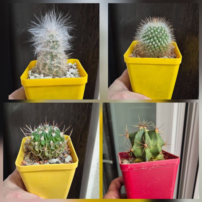 Кактусы домашние, три сорта