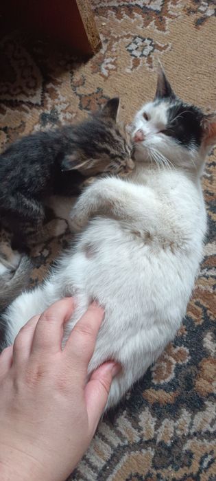 Котята в добрые руки