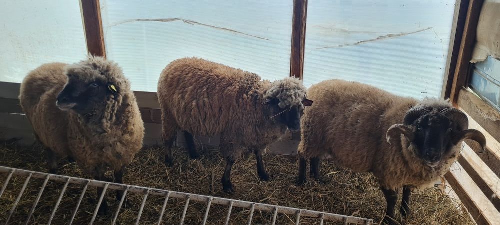 Vand Miei .oi.si  3 berbeci