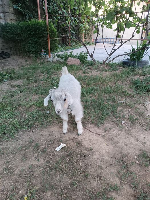 Кошки сатылады орыс ешки