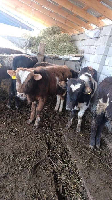 Бузаулар сатылады