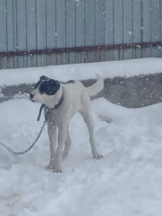 Алабай 11 месячный