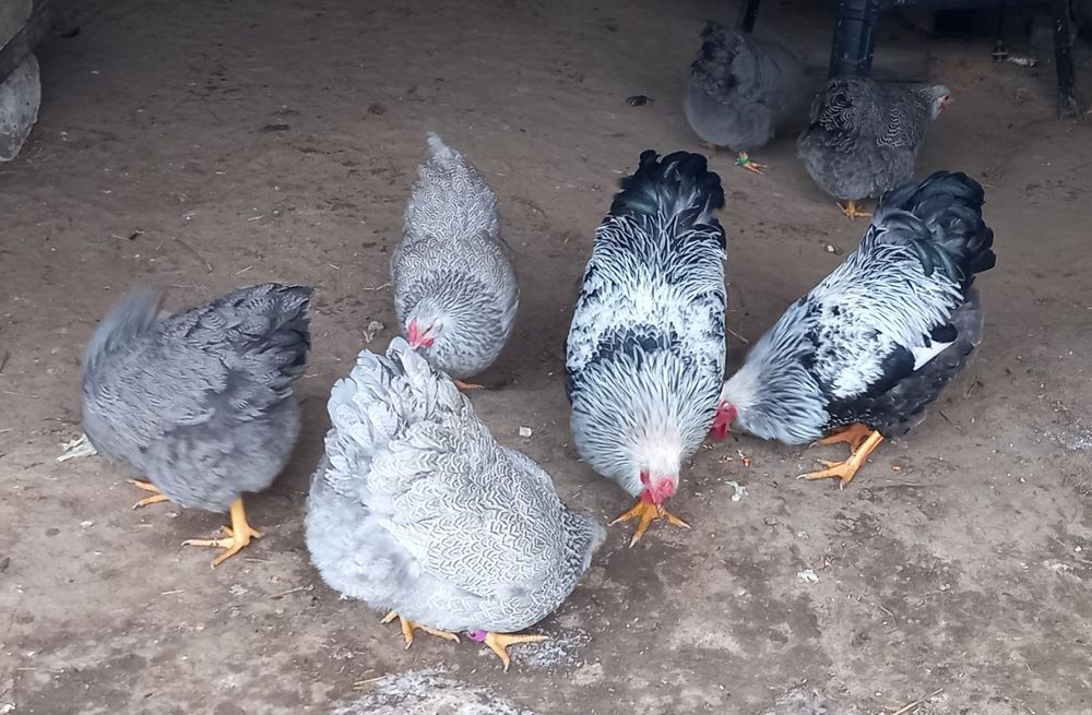 Ouă pentru incubat!