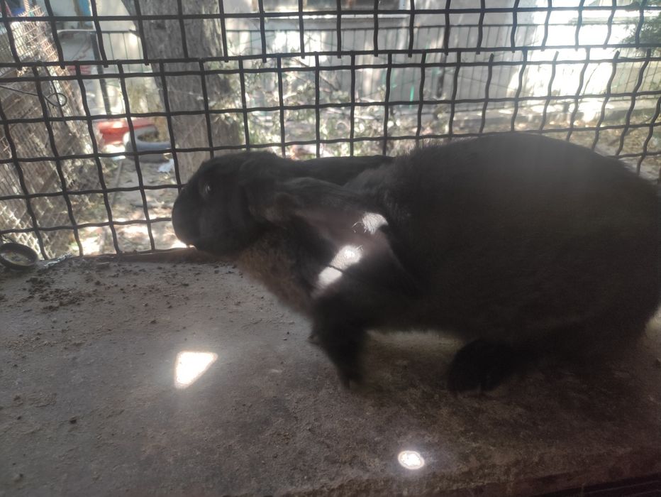 Кролики 5-ти месячные