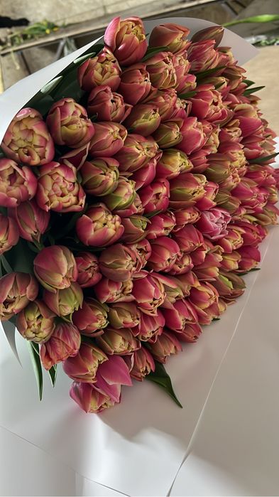 Тюльпаны Алматы элит