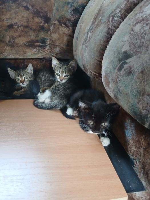Отдам      котят