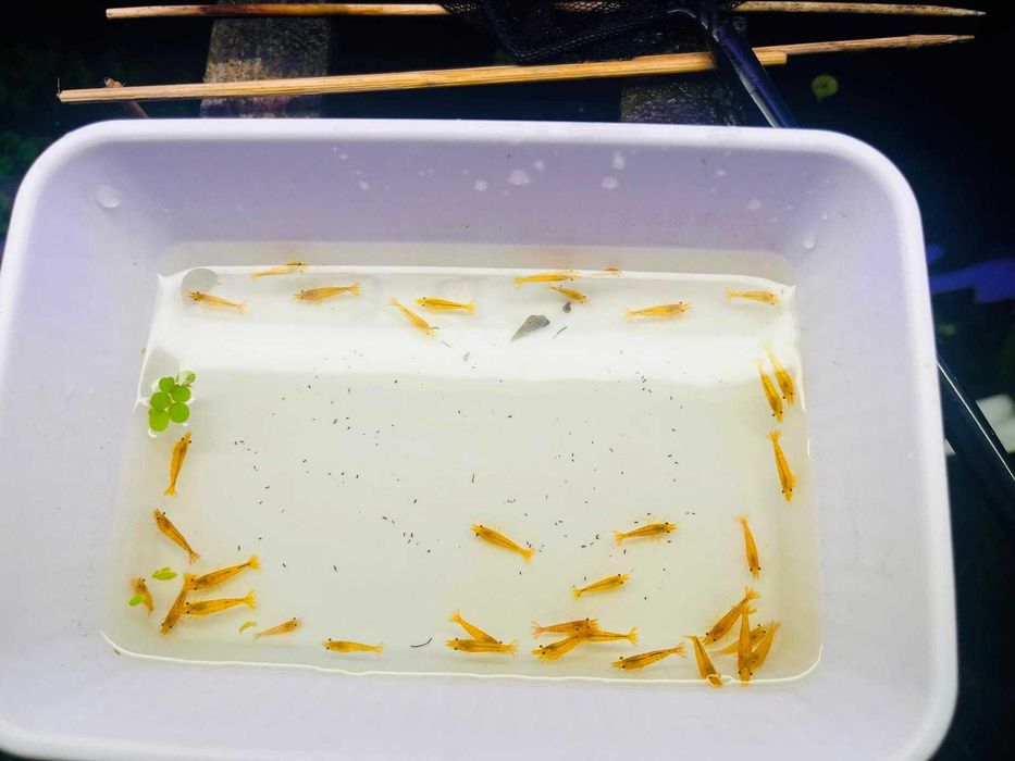 20+6 Neocaridina Yellow neon / Red Sakura grade/ Blue Shrimp creveti