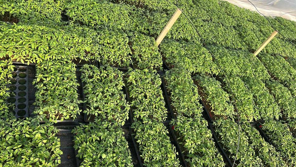 Răsaduri de legume și flori cu livrare în toată țara