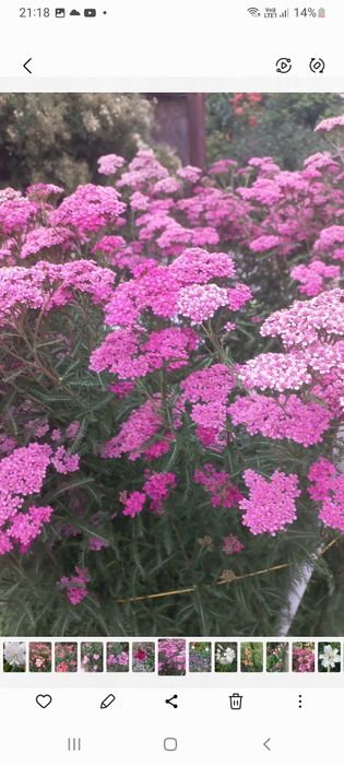 Продам тысячелистник малиновый