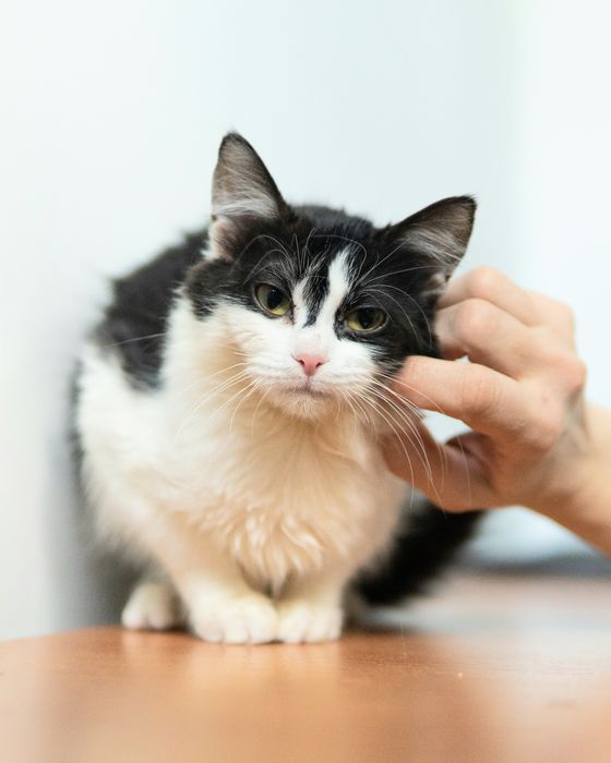 Малката Джиджи на 7 месеца търси дом