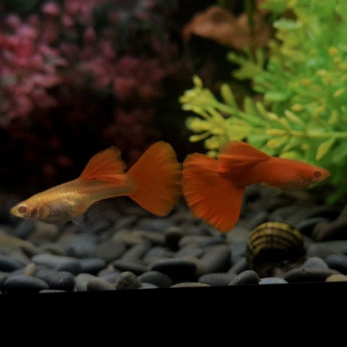 Селекционный гуппи, самец Albino Full Red Guppy