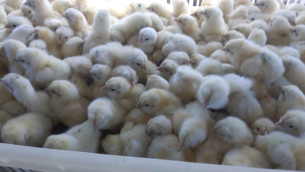 Бройлеры цыплятой несушки