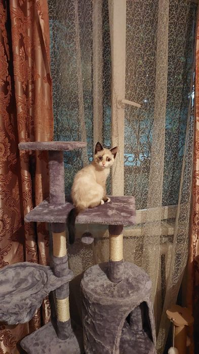 Продам кошачий домик