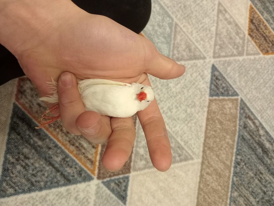 Нормальные паёшие амадины