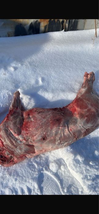 Мясо кабана тушка полностью