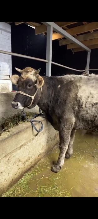 Алатау сиырлар сатылады