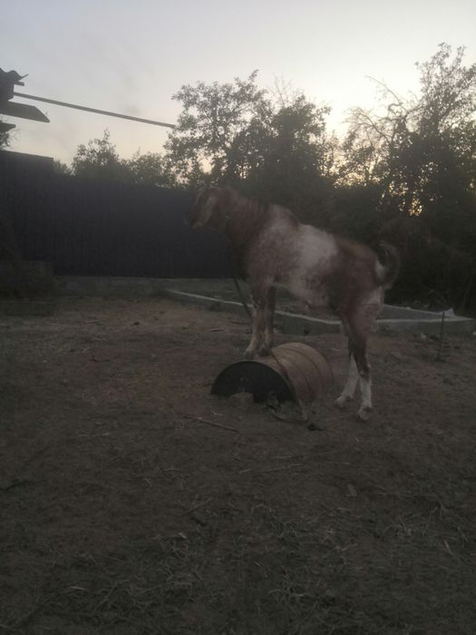 Англонуб теке  сатылады