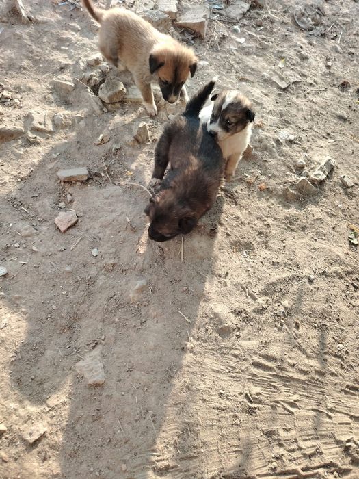 Отдам кутят бесплатно