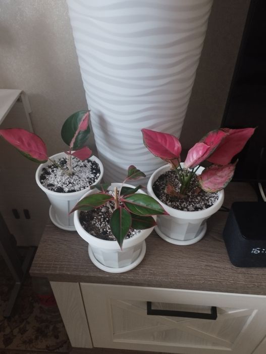 Комнатные цветы: аглаонема, район Евразии