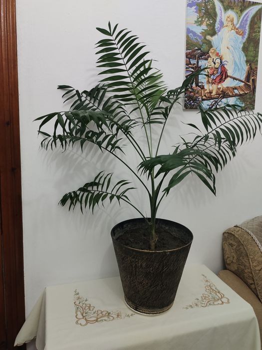 Хамедорея изящная