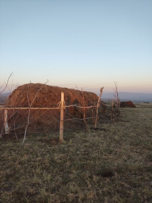 Продам Сено россыпной