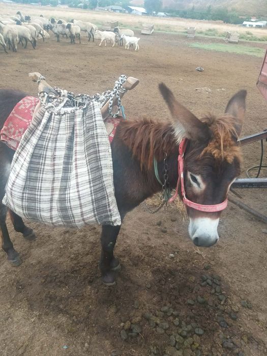 Măgar învățat în oi