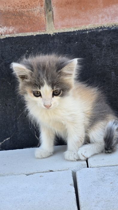 Котята 2 месяца.
