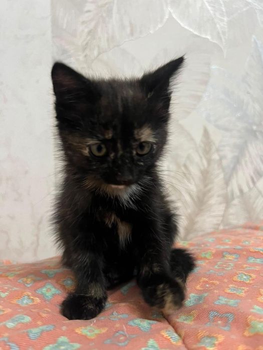 отдам котенка девочку в добрые руки